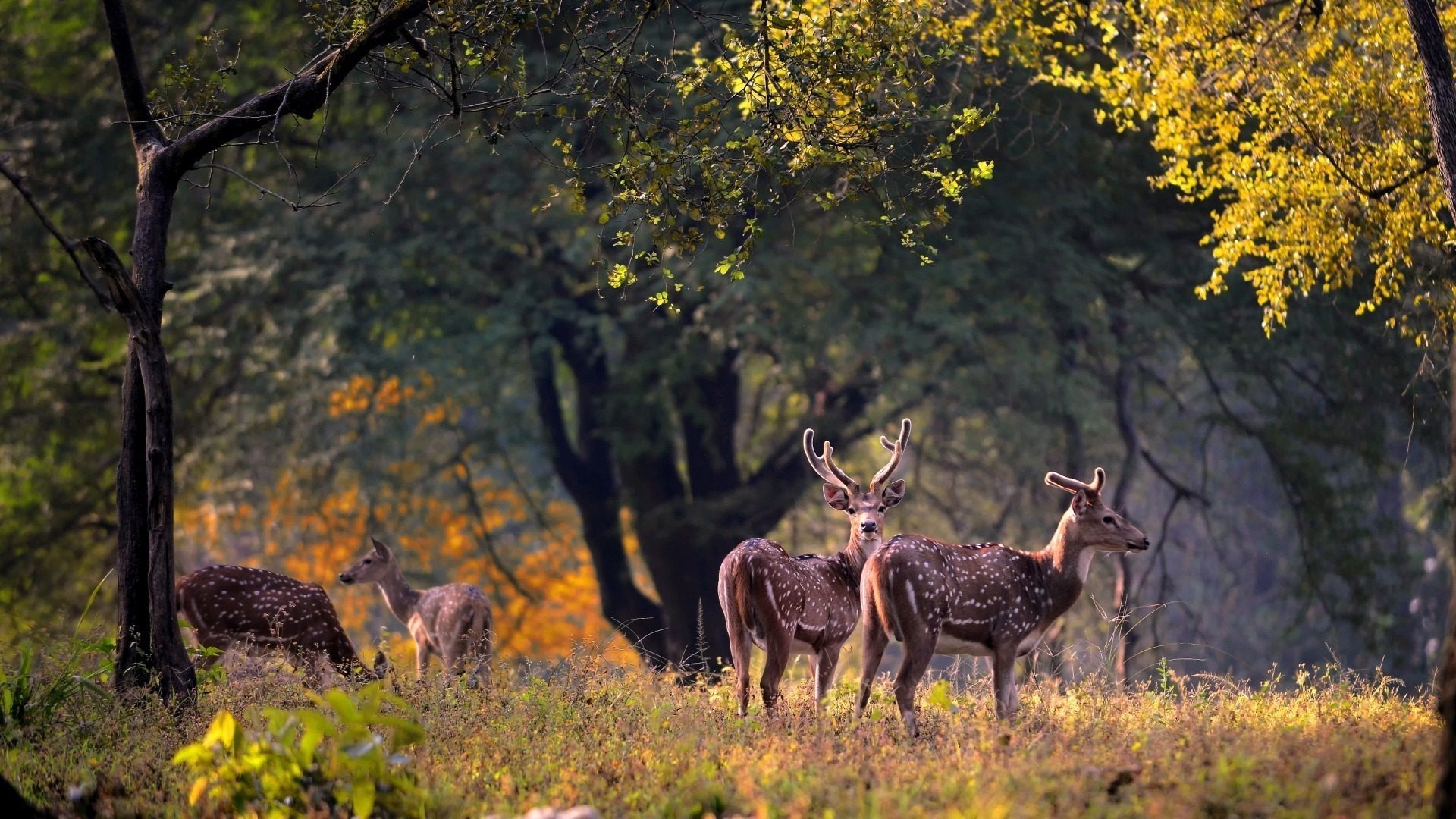 Kanha national park