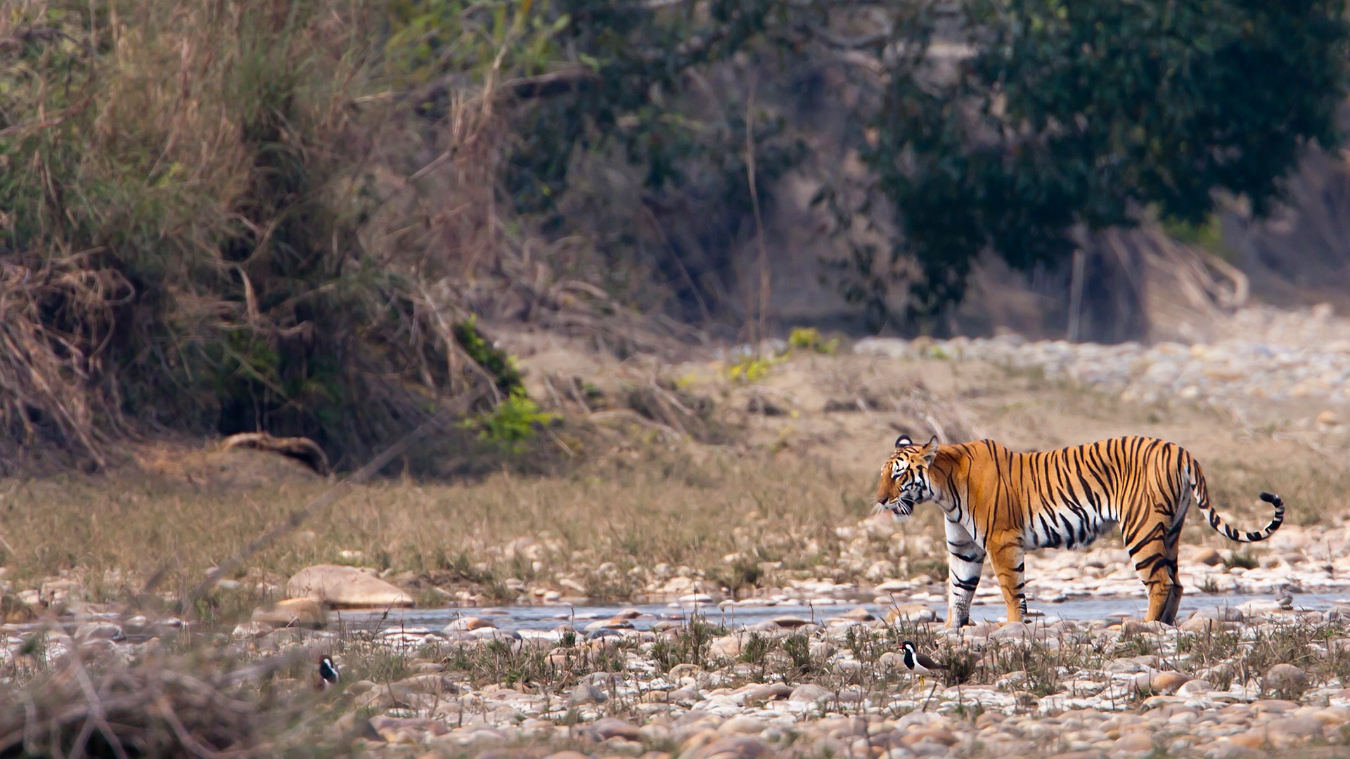 Kanha tiger